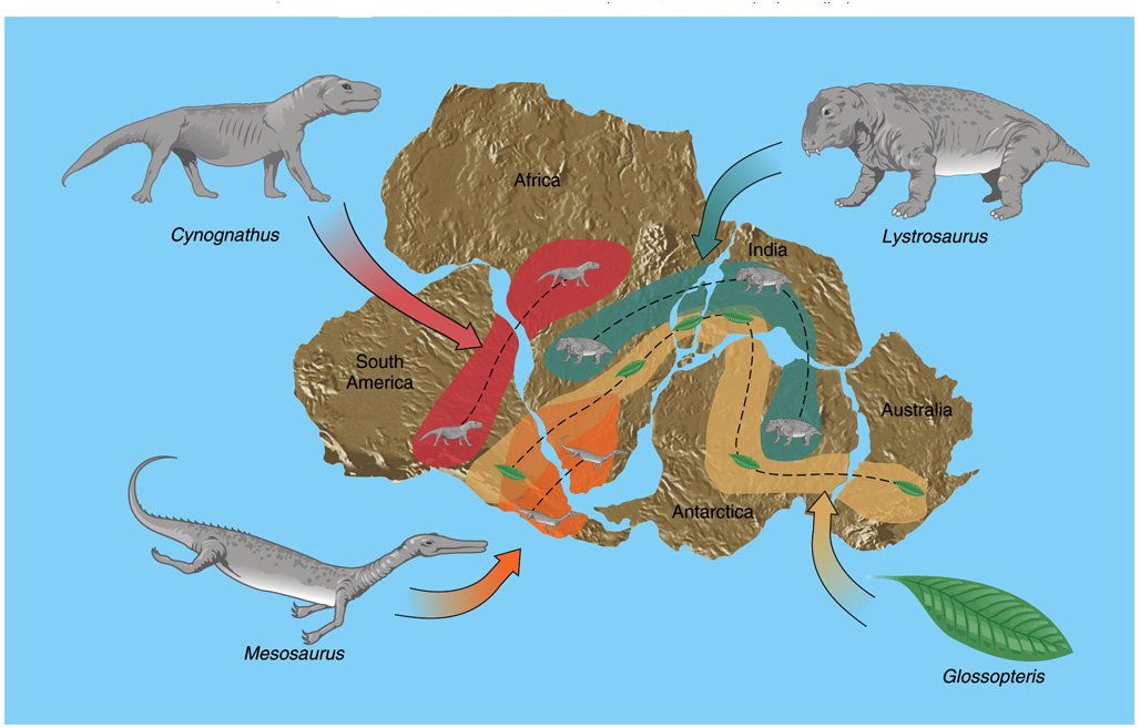 La dérive des continents d’Alfred Wegener a 100 ans